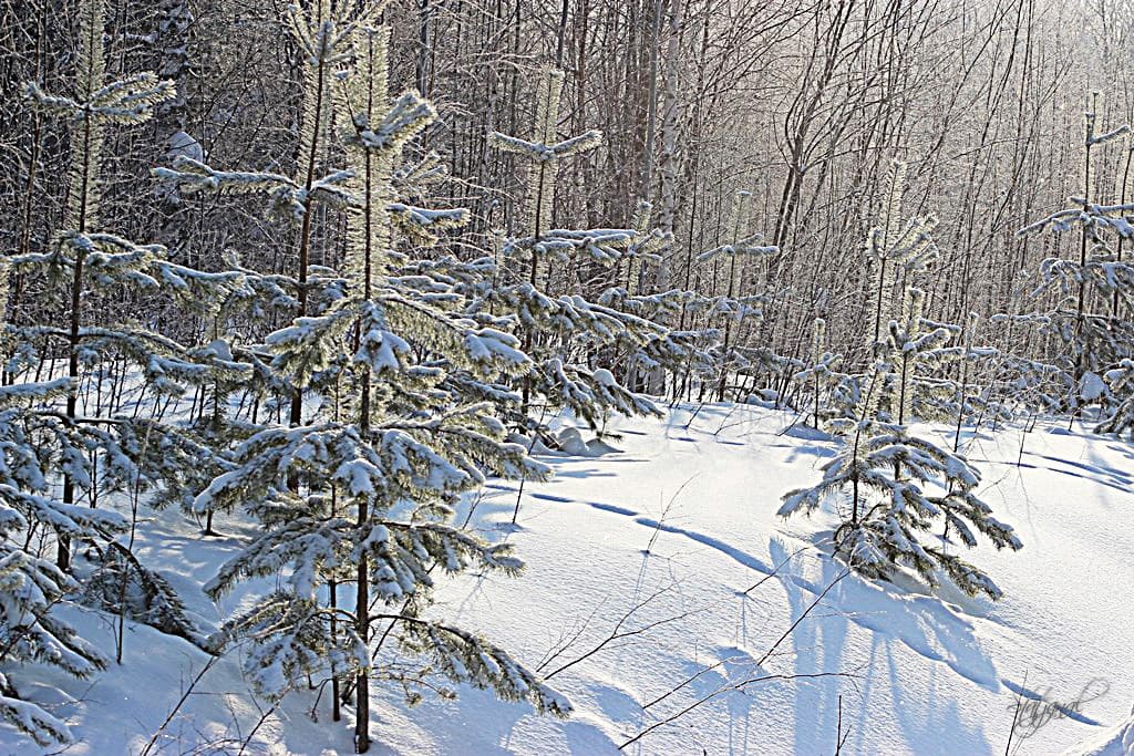 тайга, ханты-мансийск, природа