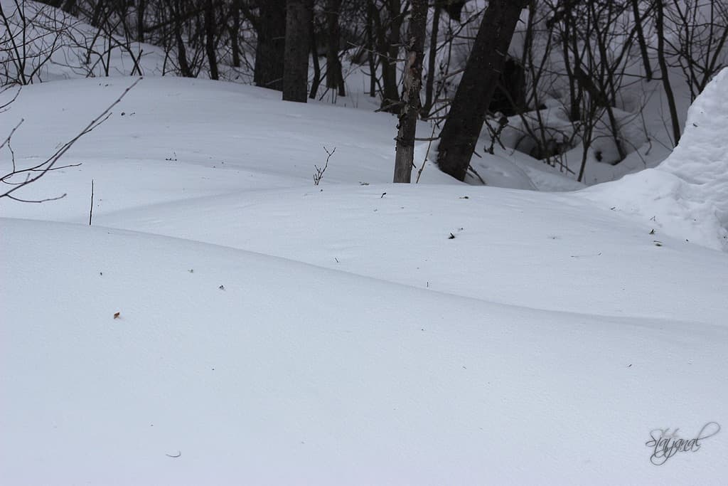 городские леса