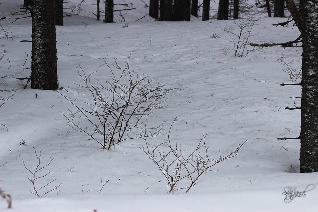 городские леса