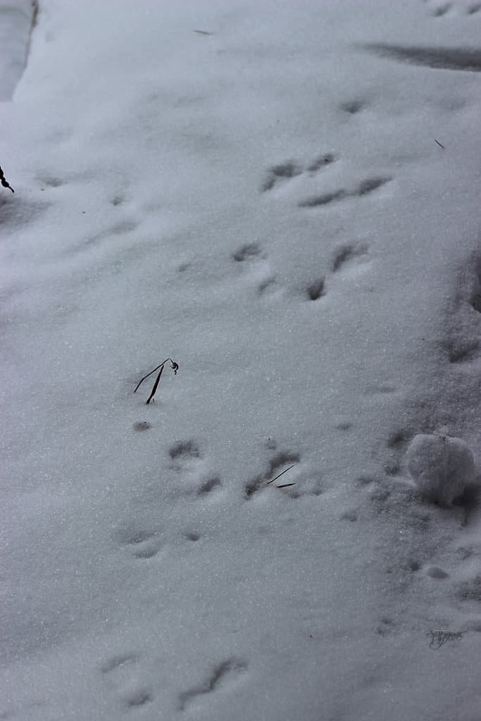 следы белки