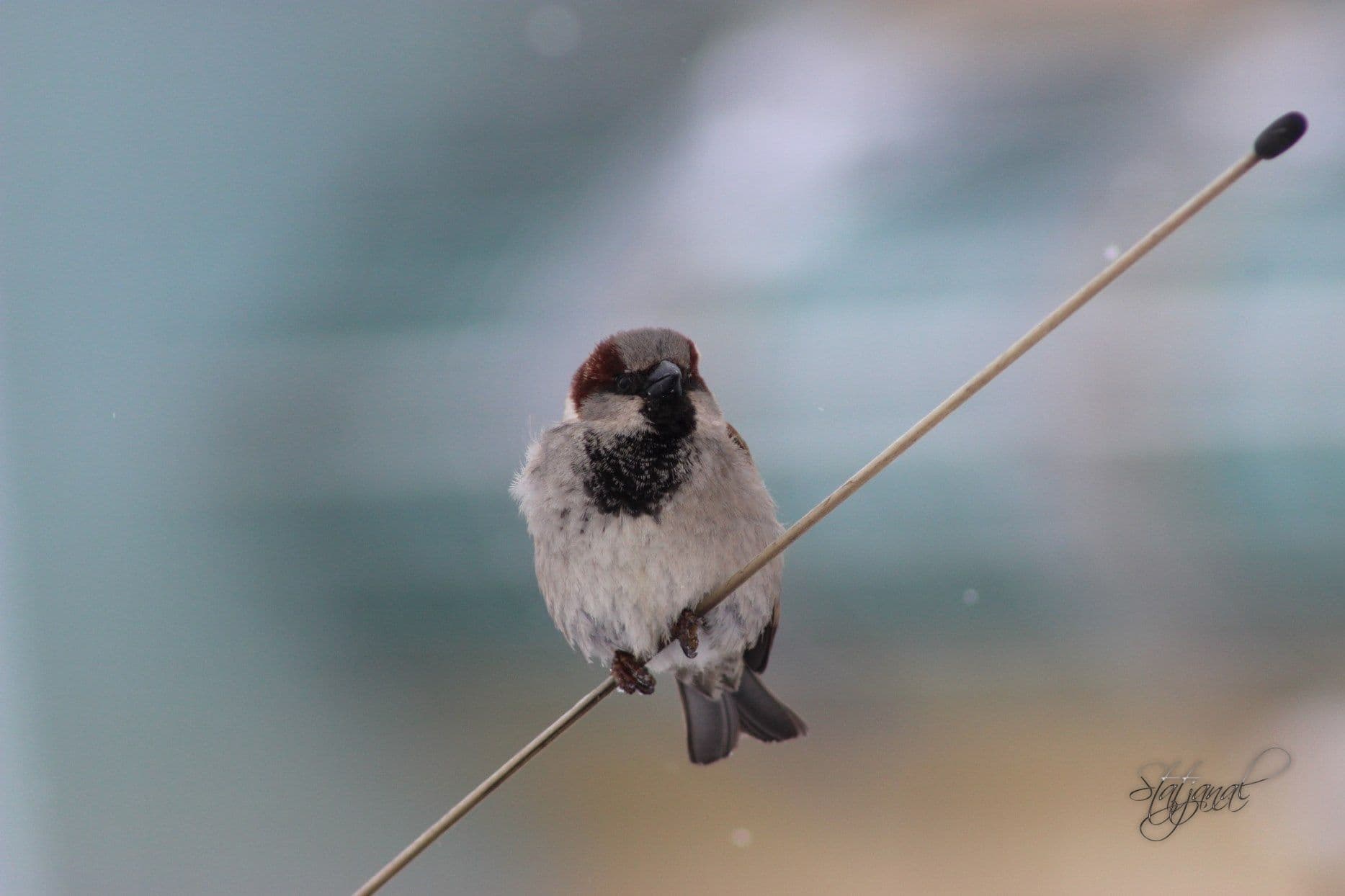 воробей городской