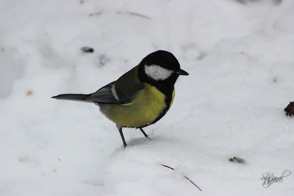 большая синица
