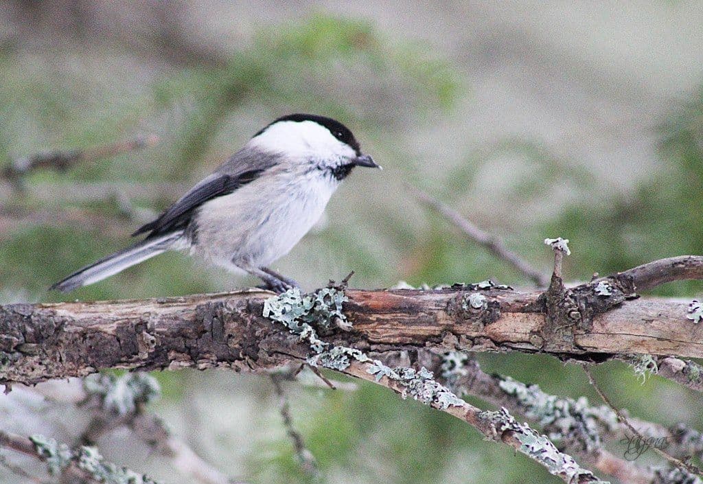 буроголовая гаичка