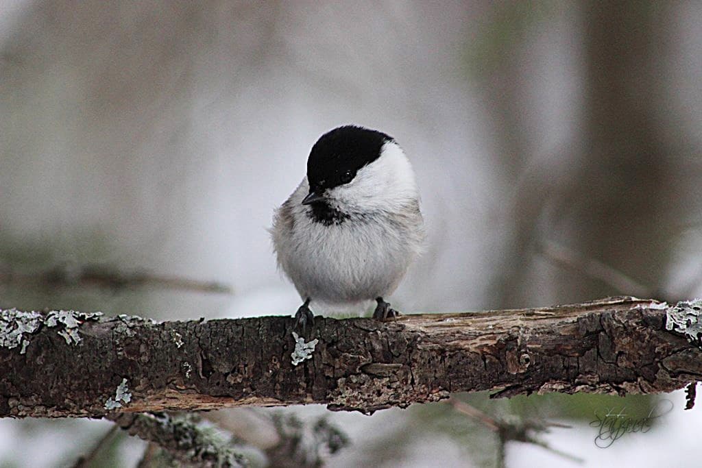 буроголовая гаичка