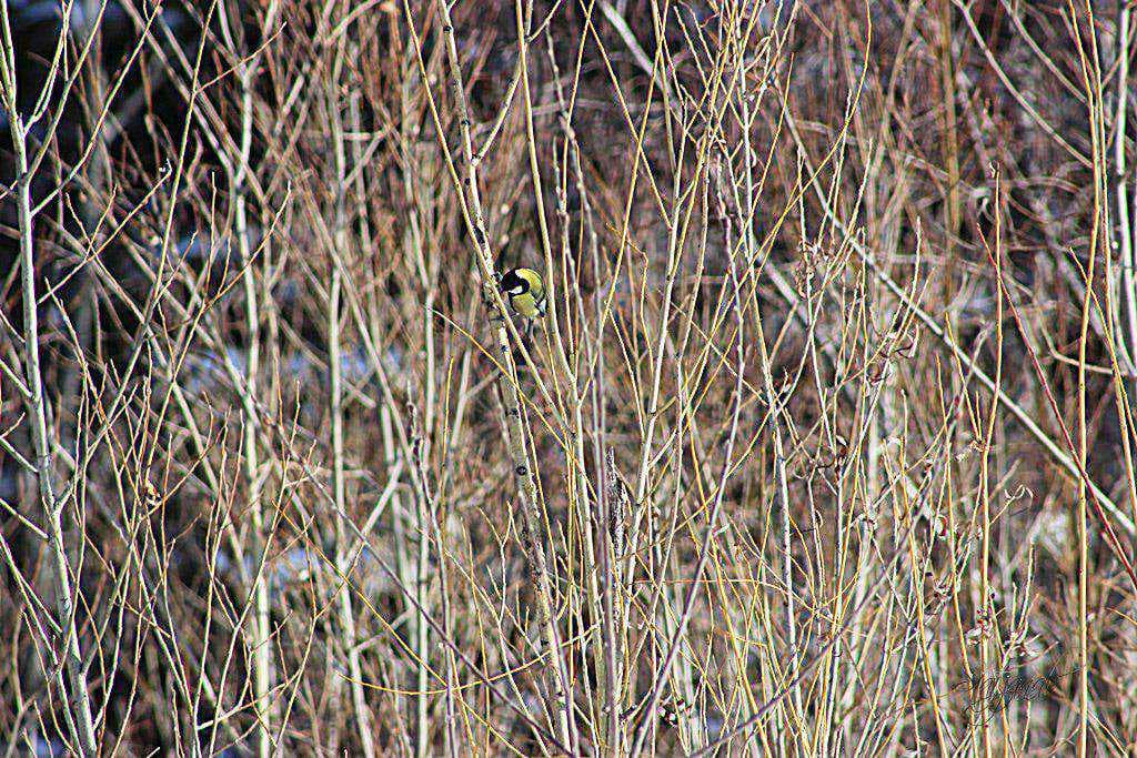 большая синица