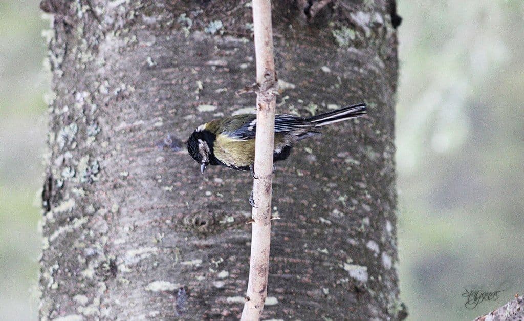 большая синица