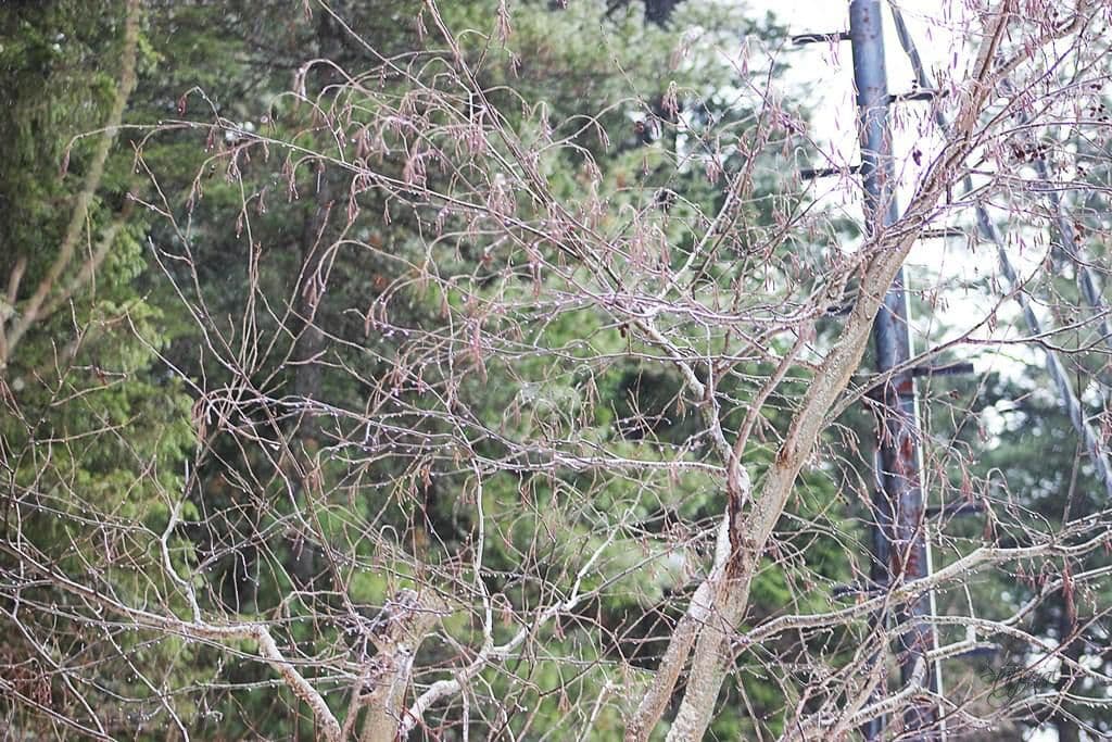 таяние снега