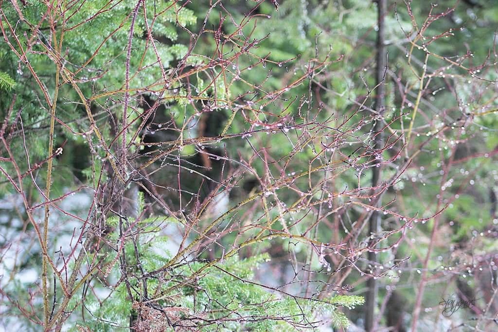 таяние снега