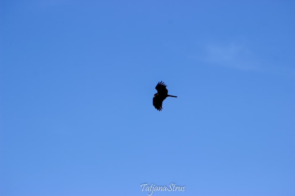 коршун черный