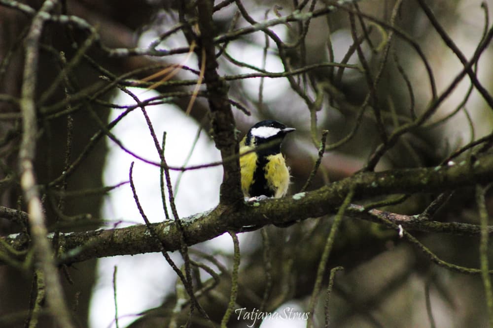 Parus major
