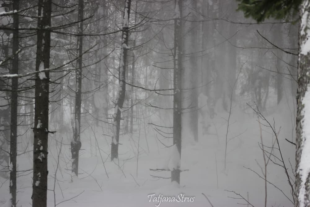 снежная пелена