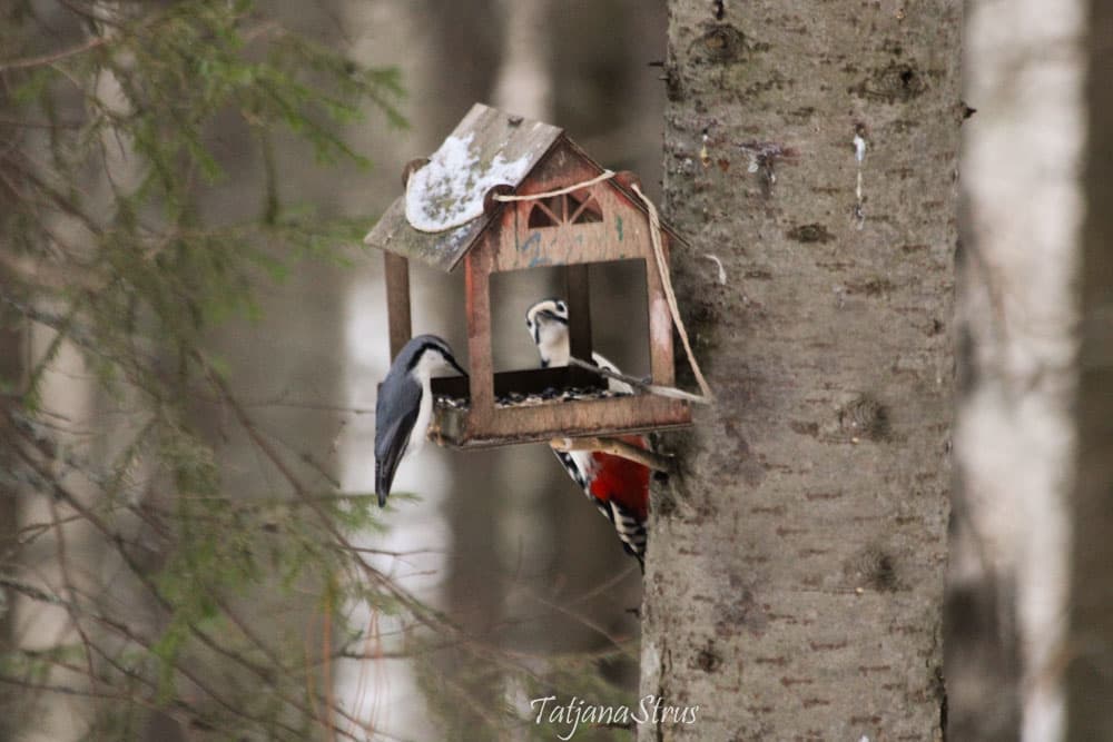 Зимующие птицы