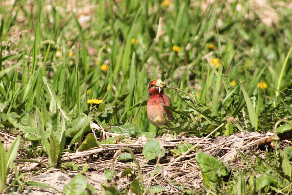Carpodacus erythrinus