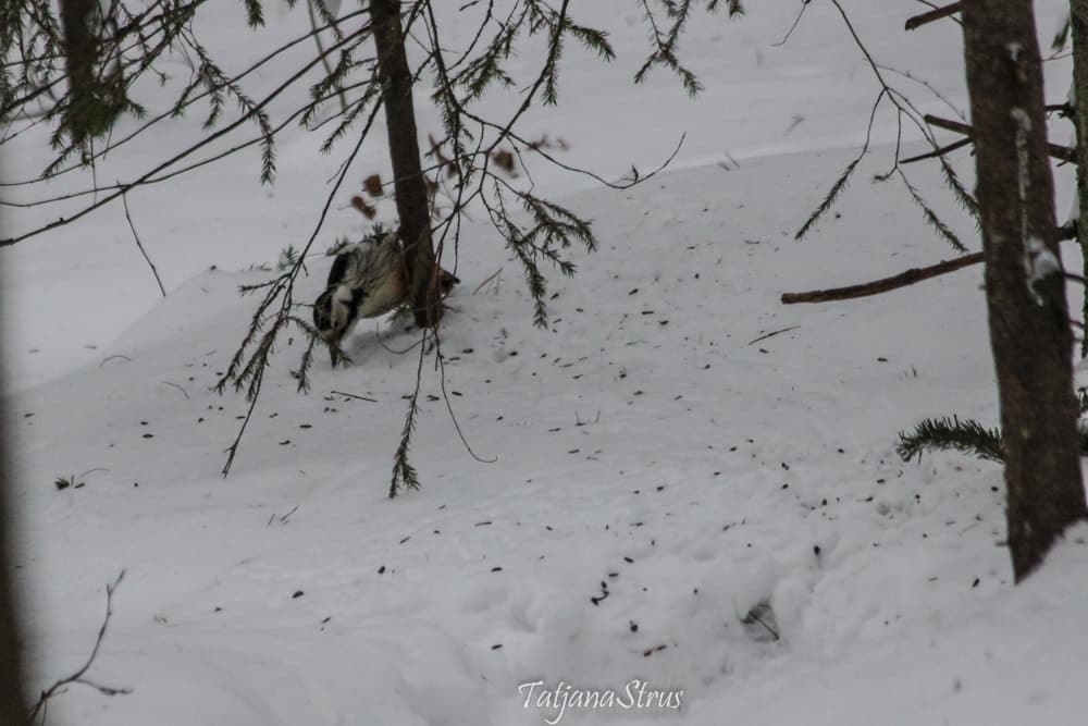 Dendrocopos leucotos