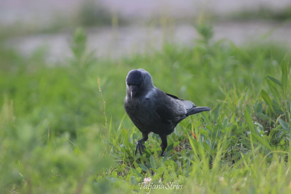 Corvus monedula soemmerringii