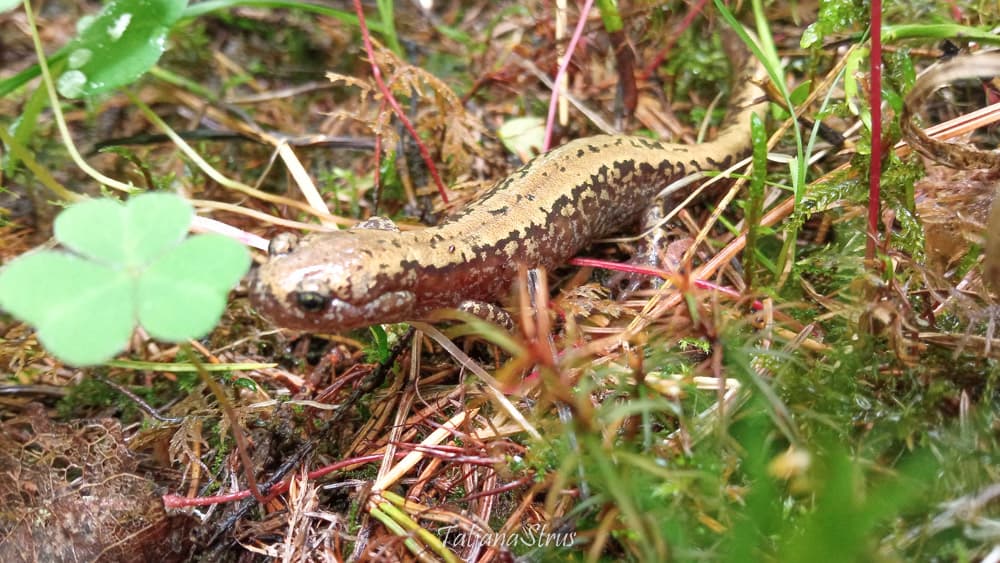 Salamandrella keyserlingii