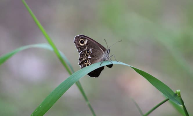 бабочка бархатница