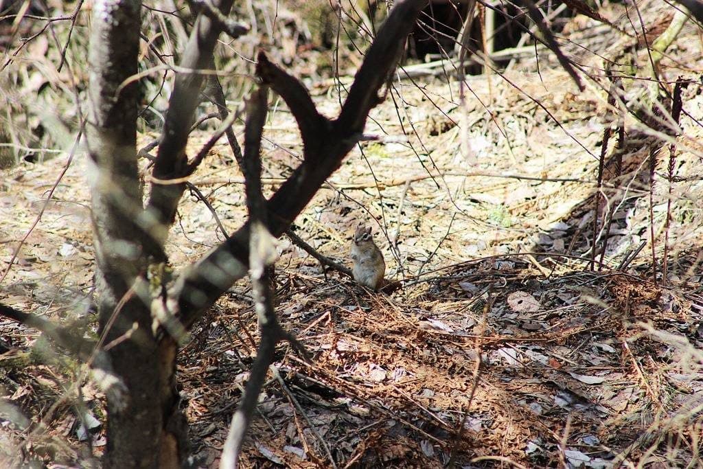 Азиа́тский бурунду́к, или сиби́рский бурунду́ (лат. Tamias sibiricus) 