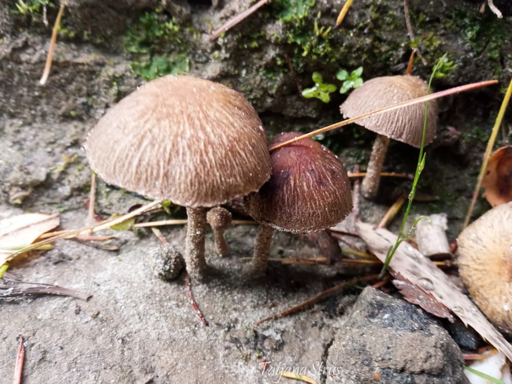 биоразнообразие грибов