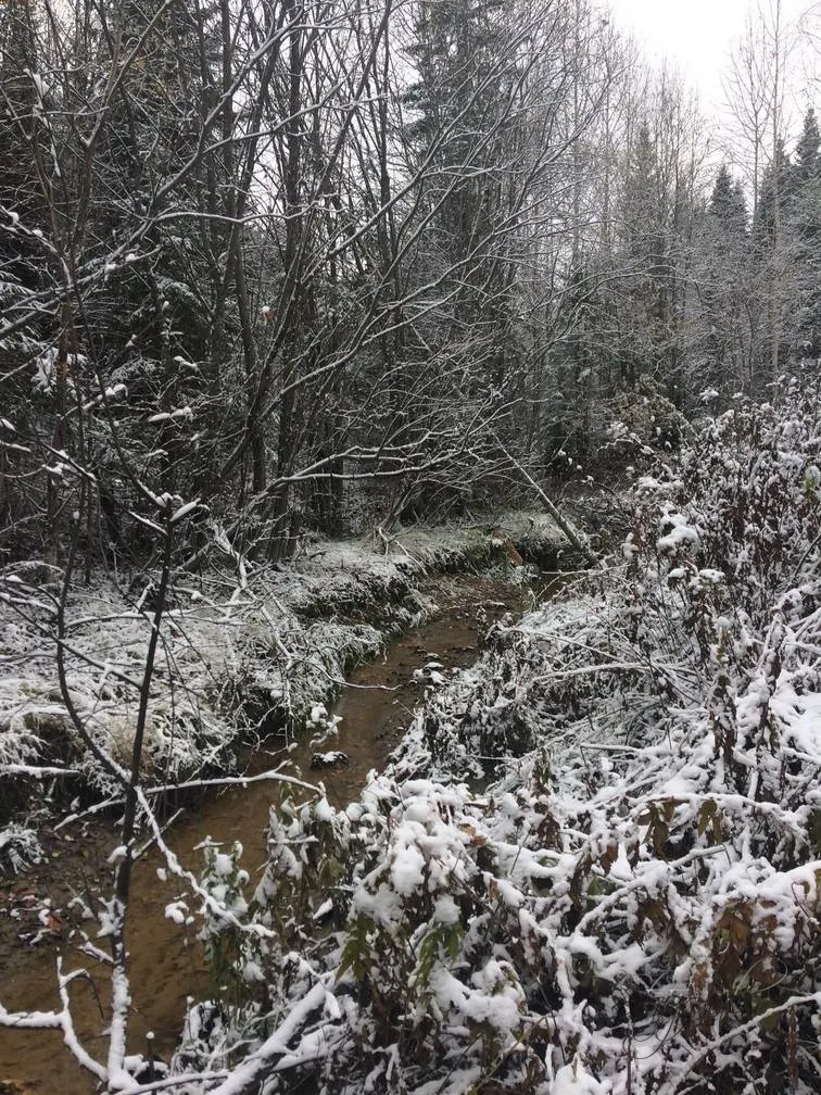 Осень. Тайга