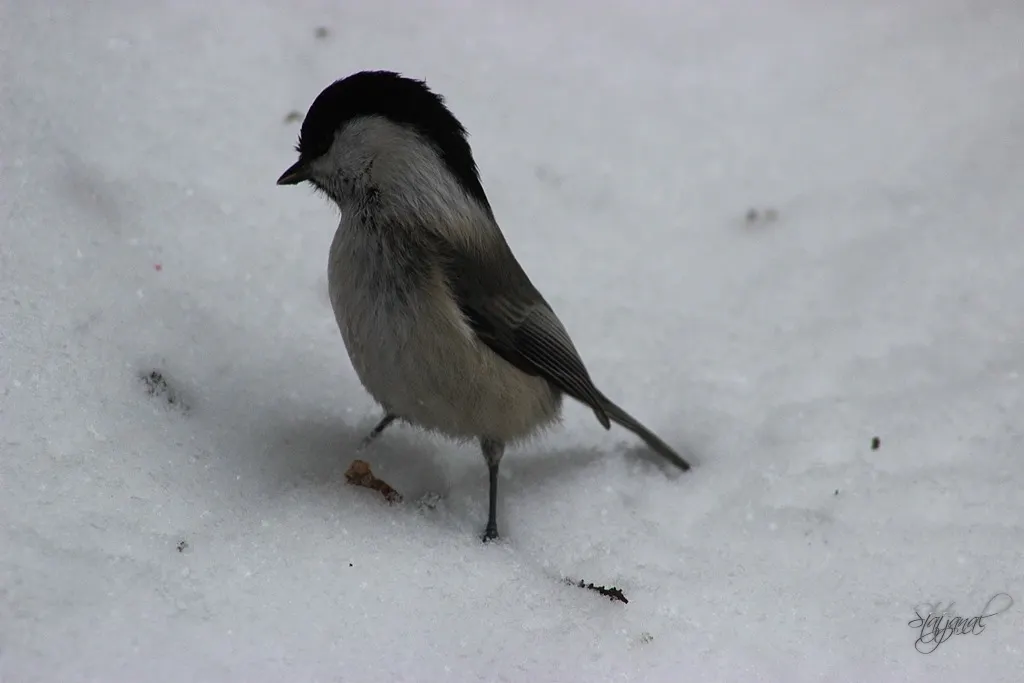 буроголовая гаичка