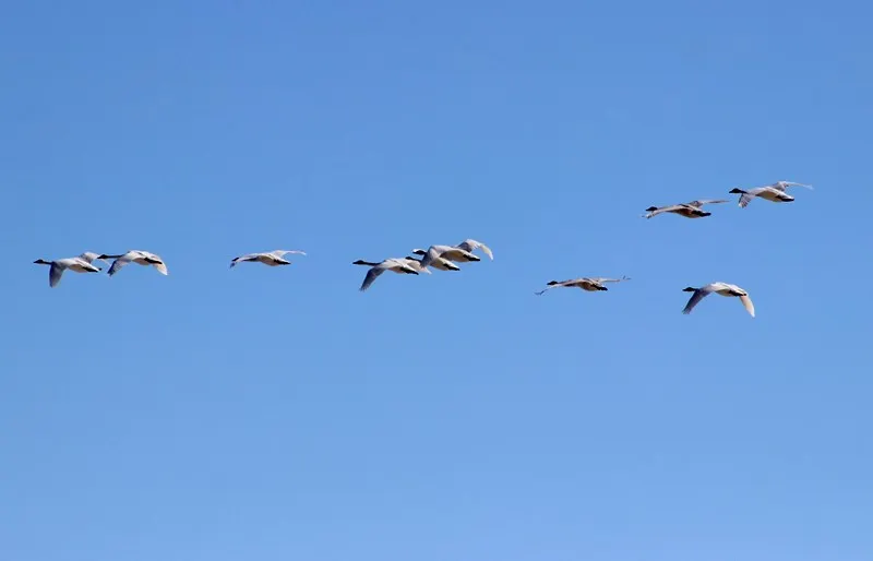 лебеди, клин, весна, пойма, Иртыш