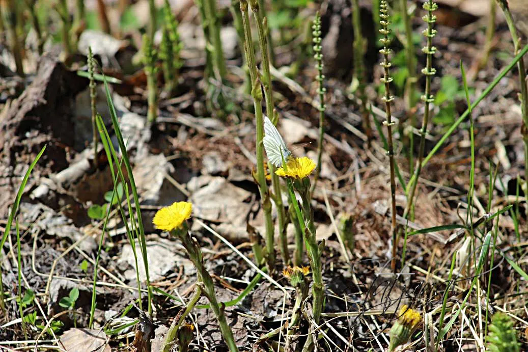 капустница, бабочка, тайга, опушка, Югра