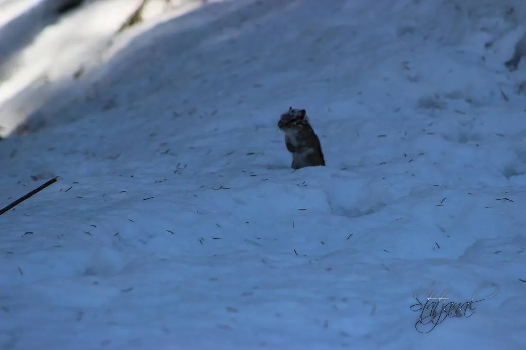Проталины, весна, бурундук, тайга, птицы, бурундук