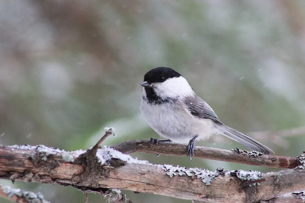буроголовая гаичка