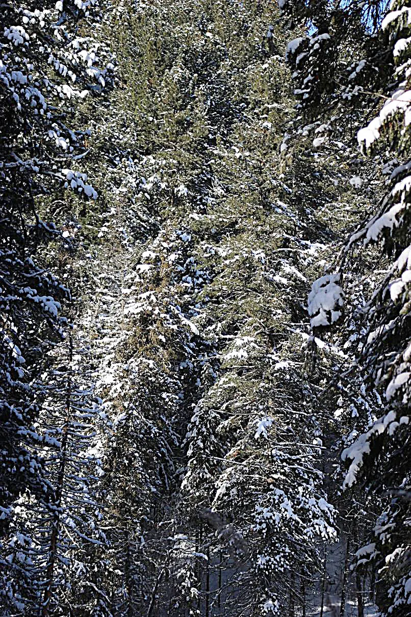 кухта снегири птицы тайга 