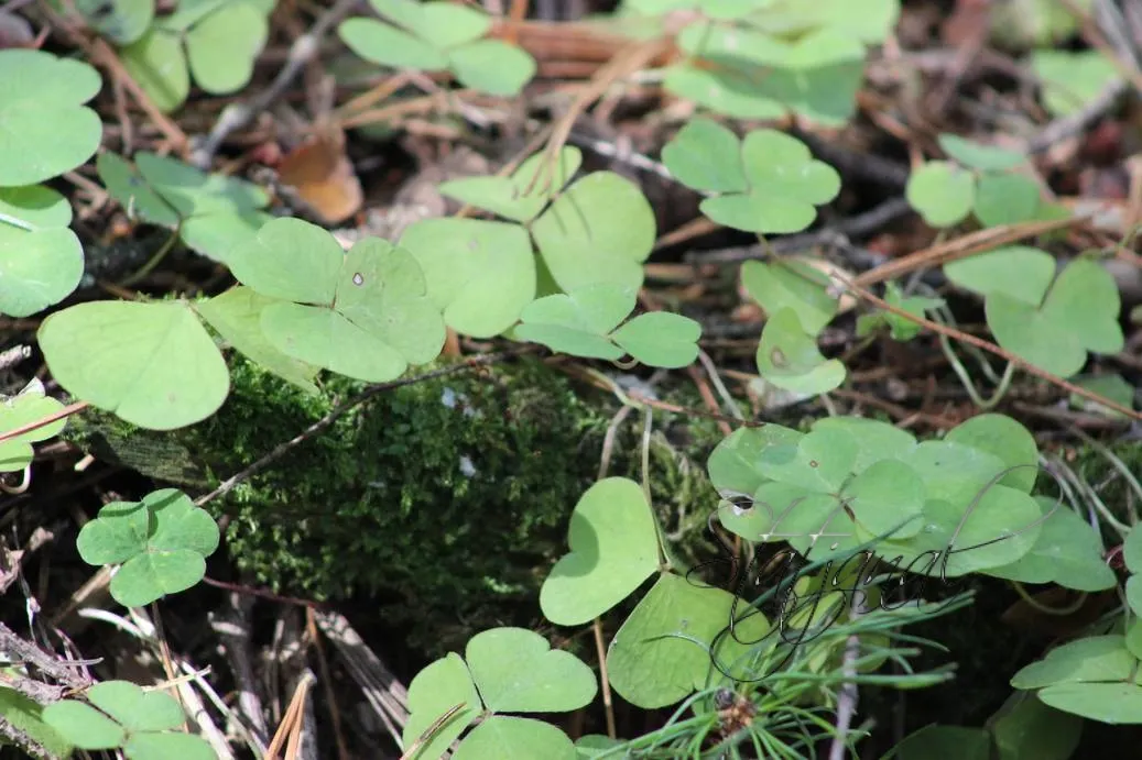 кислица, тайга, Югра