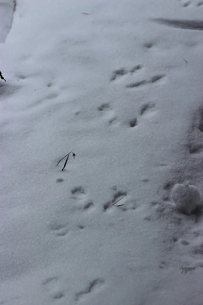 следы белки