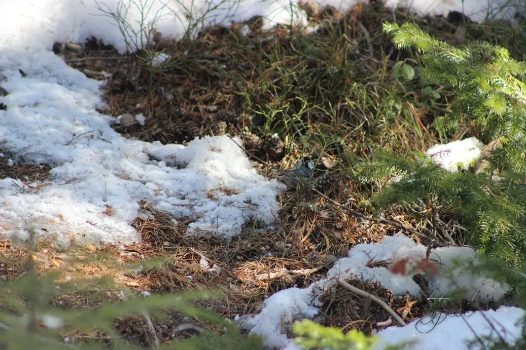 Проталины, весна, бурундук, тайга, птицы, гаичка
