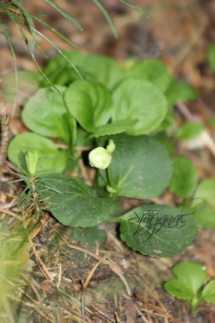 Одноцветка одноцветковая