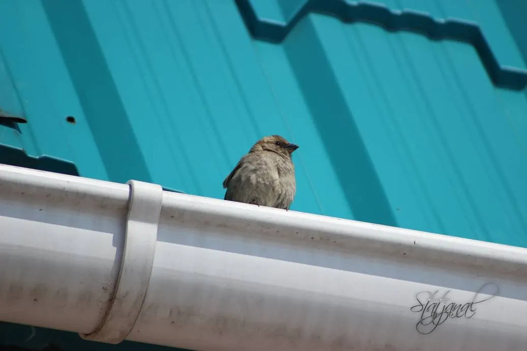 Проталины, весна, бурундук, тайга, птицы, воробьи 