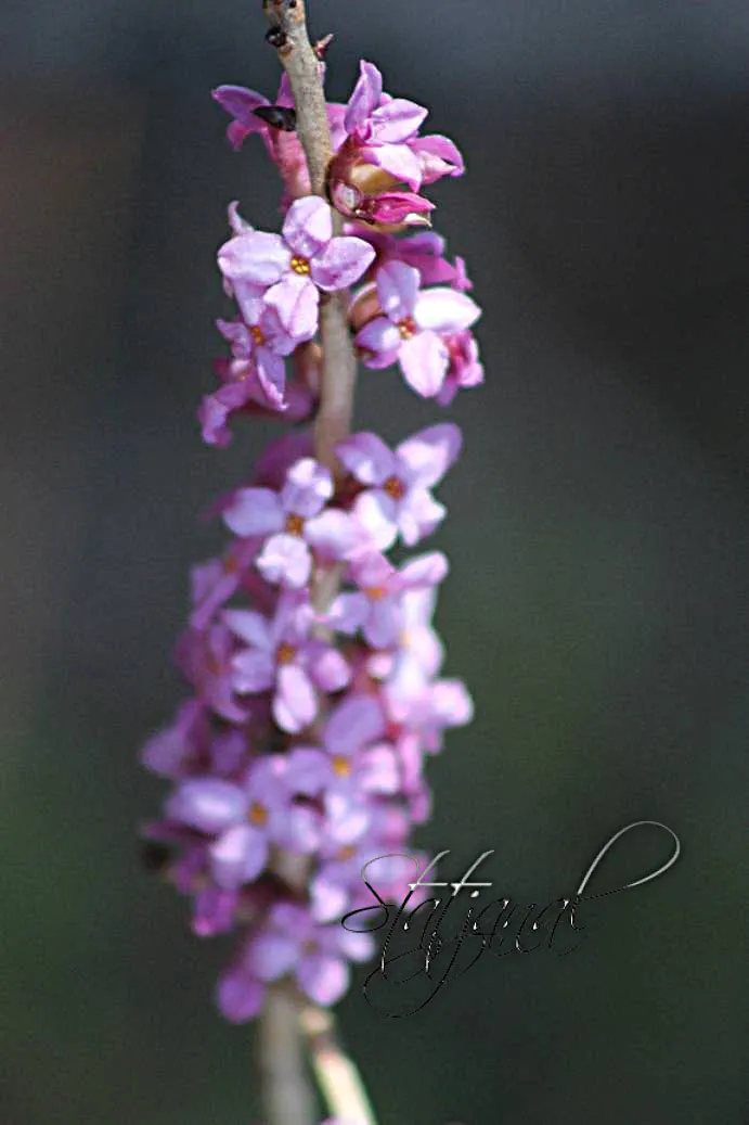 волчеягодник, цветы, тайга, Югра