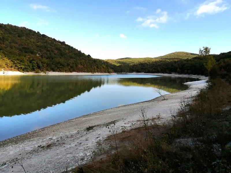 Болотные кипарисы