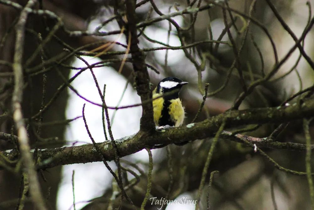 Parus major
