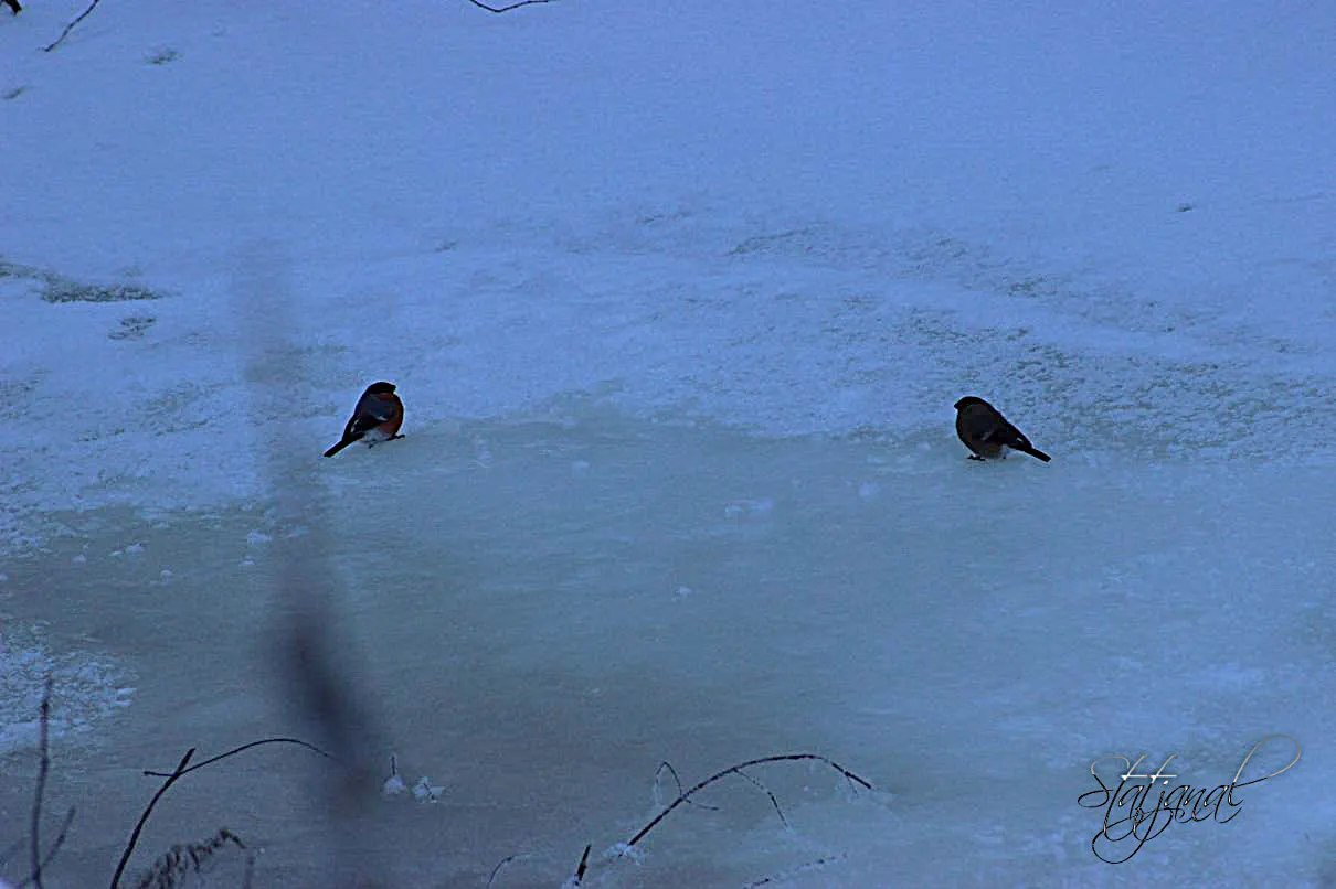 кухта снегири птицы тайга зима снег