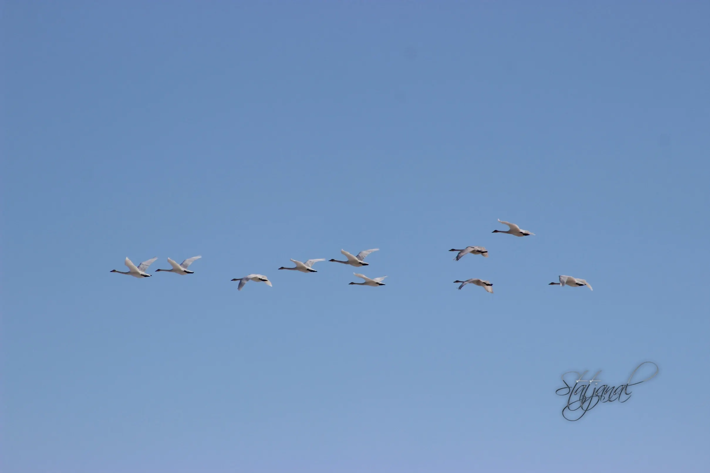  лебеди, пойма, весна, Иртыш, полёт, клин 