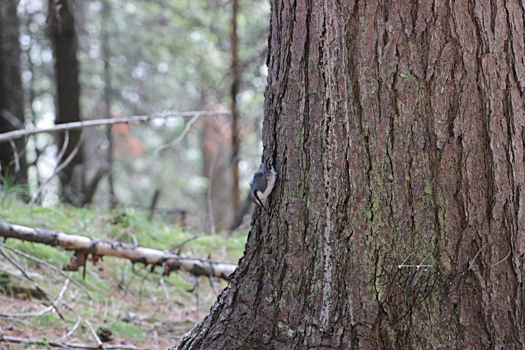 Кедр, поползень, орехи, лето, тайга, Югра, семя.