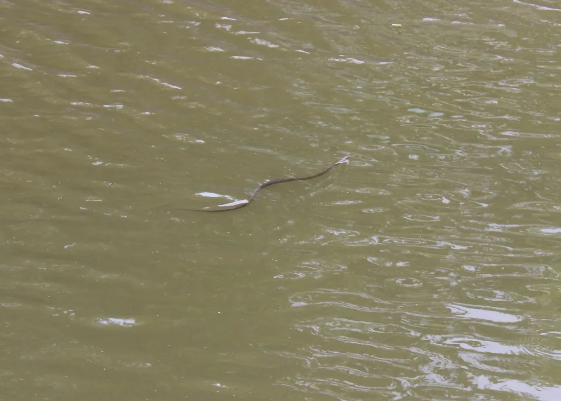 Крым, Керчь