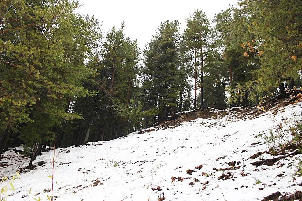 осенняя оттепель, тайга 