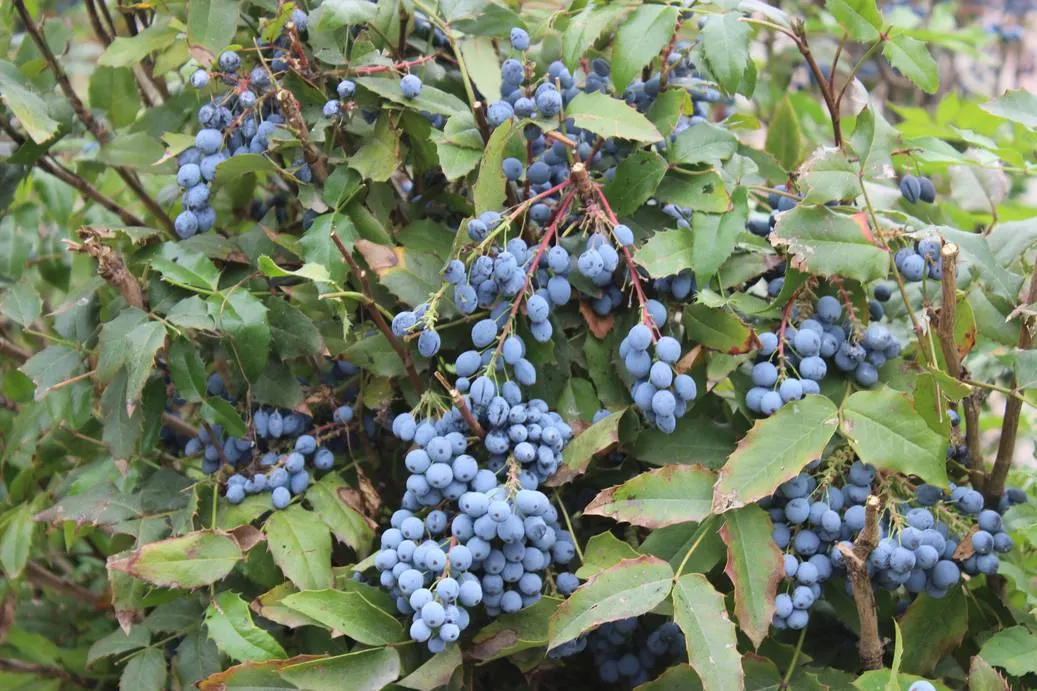 Крым, Керчь