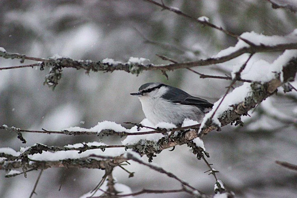 поползень, тайга