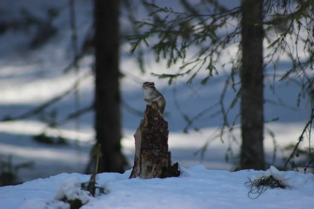 Проталины, весна, бурундук, тайга, птицы
