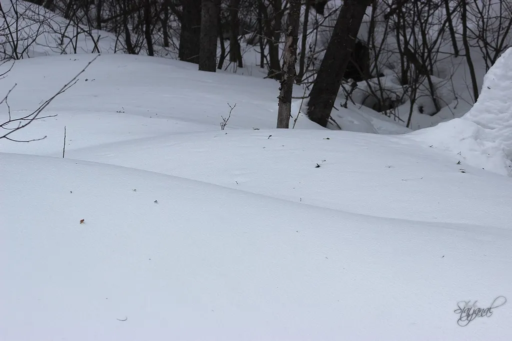 городские леса