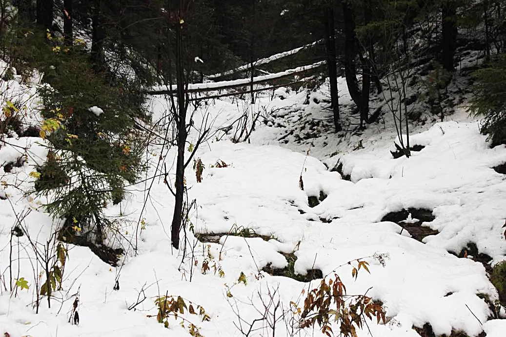 осенняя оттепель, тайга 