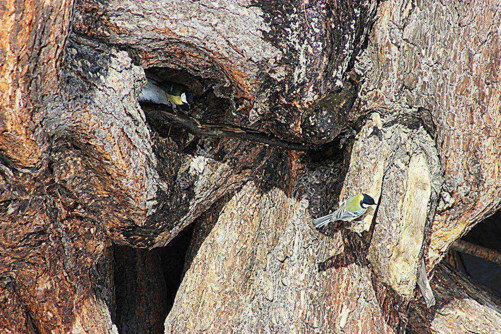 большие синицы