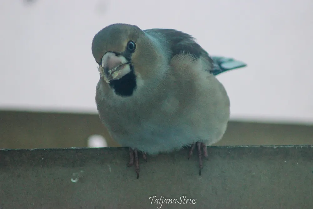 Coccothraustes coccothraustes